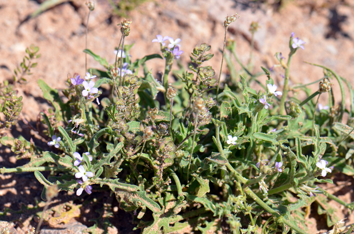 Stock are low growing plants with dense, soft hairs (tomentose); stems almost erect, diffusely branched at base. Leaves are green; basal leaves with long stalks (petioles), leaves are crowded at base and along stem, dissected toothed and/or pinnately lobed; upper stem leaves (cauline) elliptical Matthiola parviflora